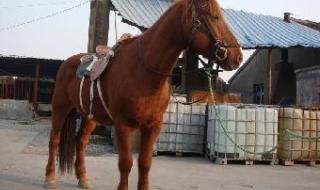 重庆哪里有马匹交易市场 哪里有马匹交易市场