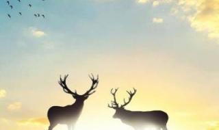 女人用什么头像运气旺 女人用什么头像运气旺