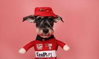 罗刹海市里面有几个动物 罗刹海市驴和鸡指谁